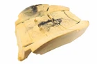 Genuine Gm Front Passenger Side Seat Back Pad 84381555 New. Price: $76.99.